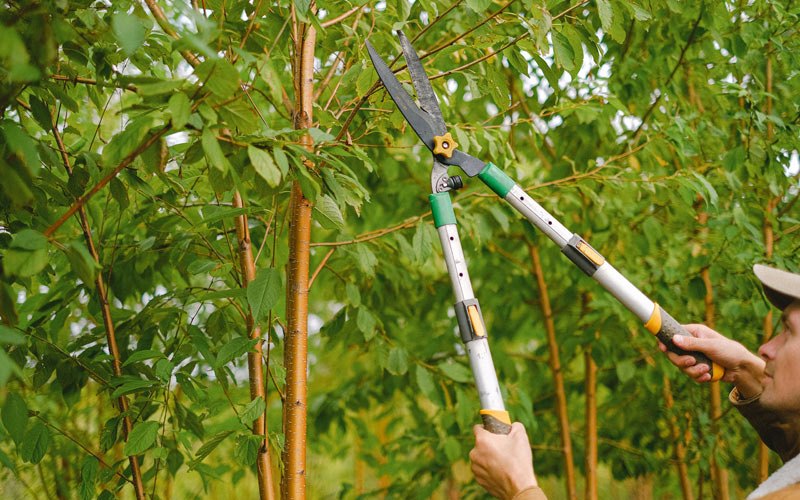 Tree trimming in Youngsville, NY